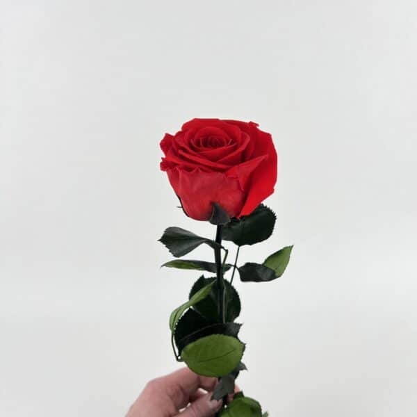 Stabilizovaná ruža v darčekovom balení