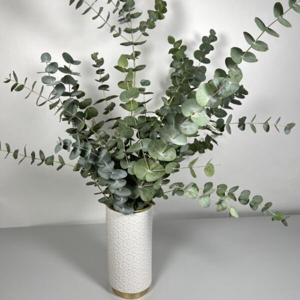 Eucalyptus Cinerea 70cm zväzok