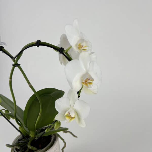 Biela orchidea v tvare srdca v keramickom črepníku