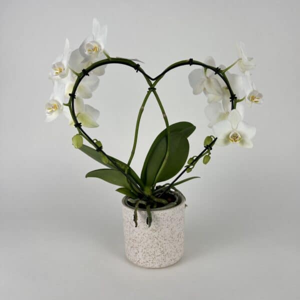 Biela orchidea v tvare srdca v keramickom črepníku