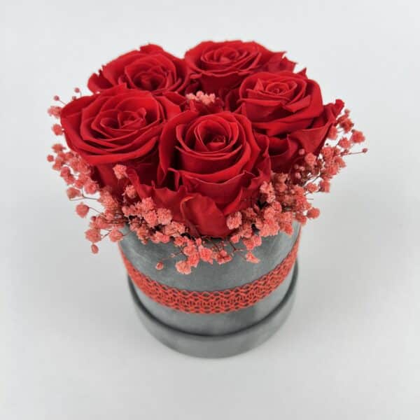 Trvácne ruže Red in Grey