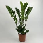 Zamiokulkas zamiifolia 55cm